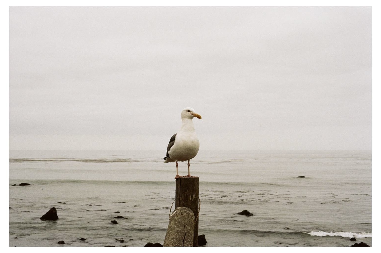 pic-from-California-Coast