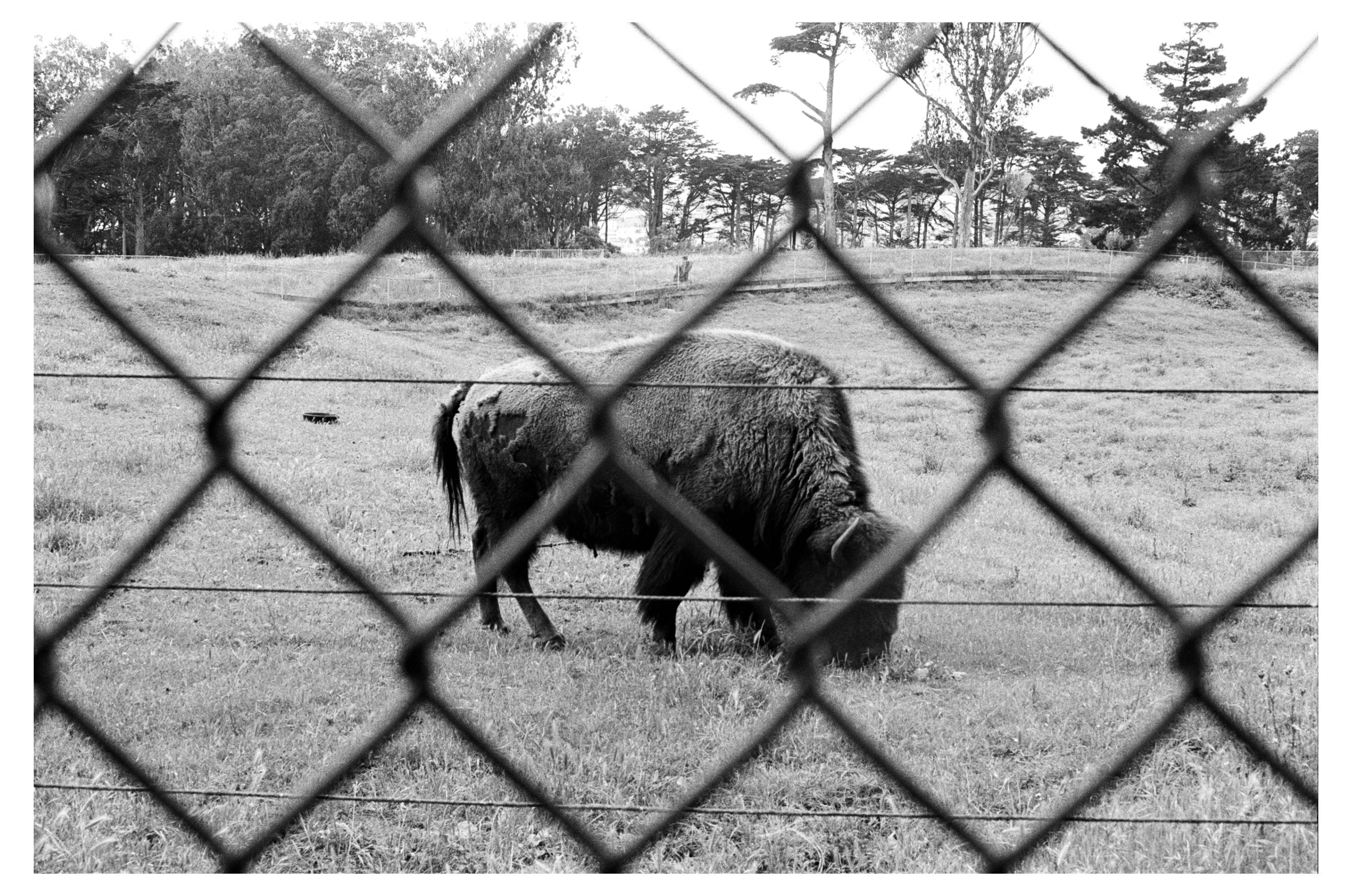 pic-from-NikonF3
